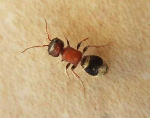 Myrmilla calva